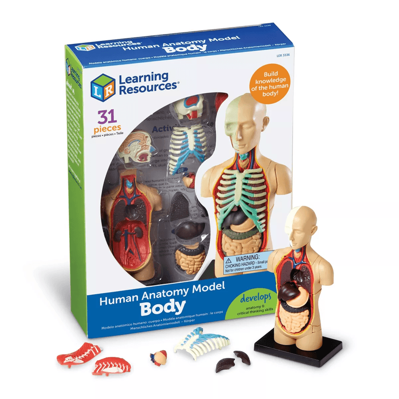 Modelo-de-Anatomia-Humana-765023033366-1