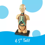 Modelo-de-Anatomia-Humana-765023033366-2