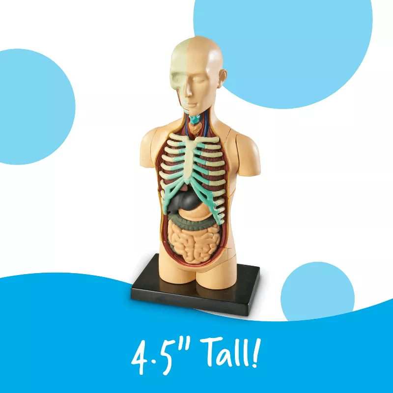 Modelo-de-Anatomia-Humana-765023033366-2