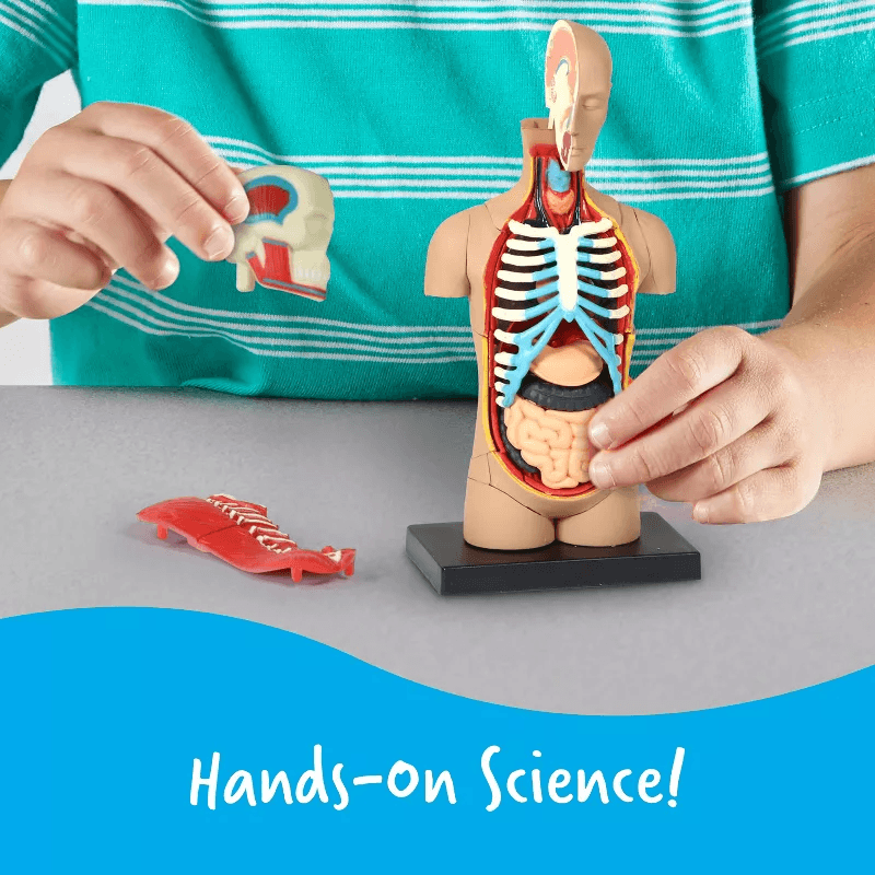 Modelo-de-Anatomia-Humana-765023033366-3
