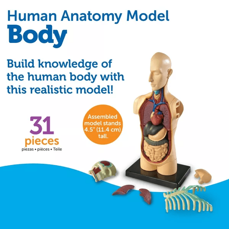 Modelo-de-Anatomia-Humana-765023033366-5